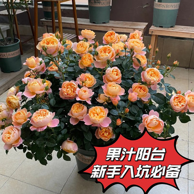 月季花苗盆栽玫瑰花果汁阳台花卉阳台微月棒棒糖木本植物