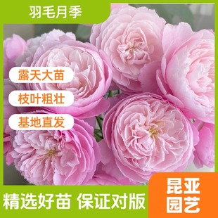昆亞花園羽毛成都露天月季 開花帶花苞易成活 花苗陽臺庭院盆栽多季