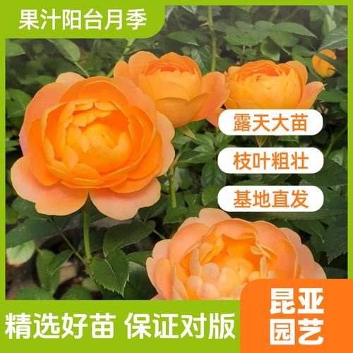 昆亚花园果汁阳台露天苗月季