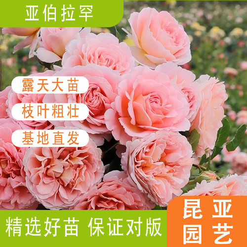 昆亚花园亚伯拉罕月季带花苞