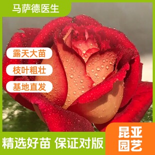 昆亚花园马萨德医生玫瑰花苗阳台庭院盆栽多季开花带花苞