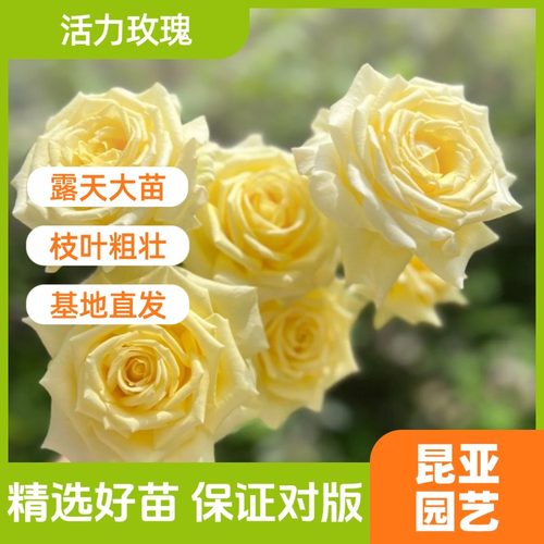 昆亚花园活力玫瑰月季花苗