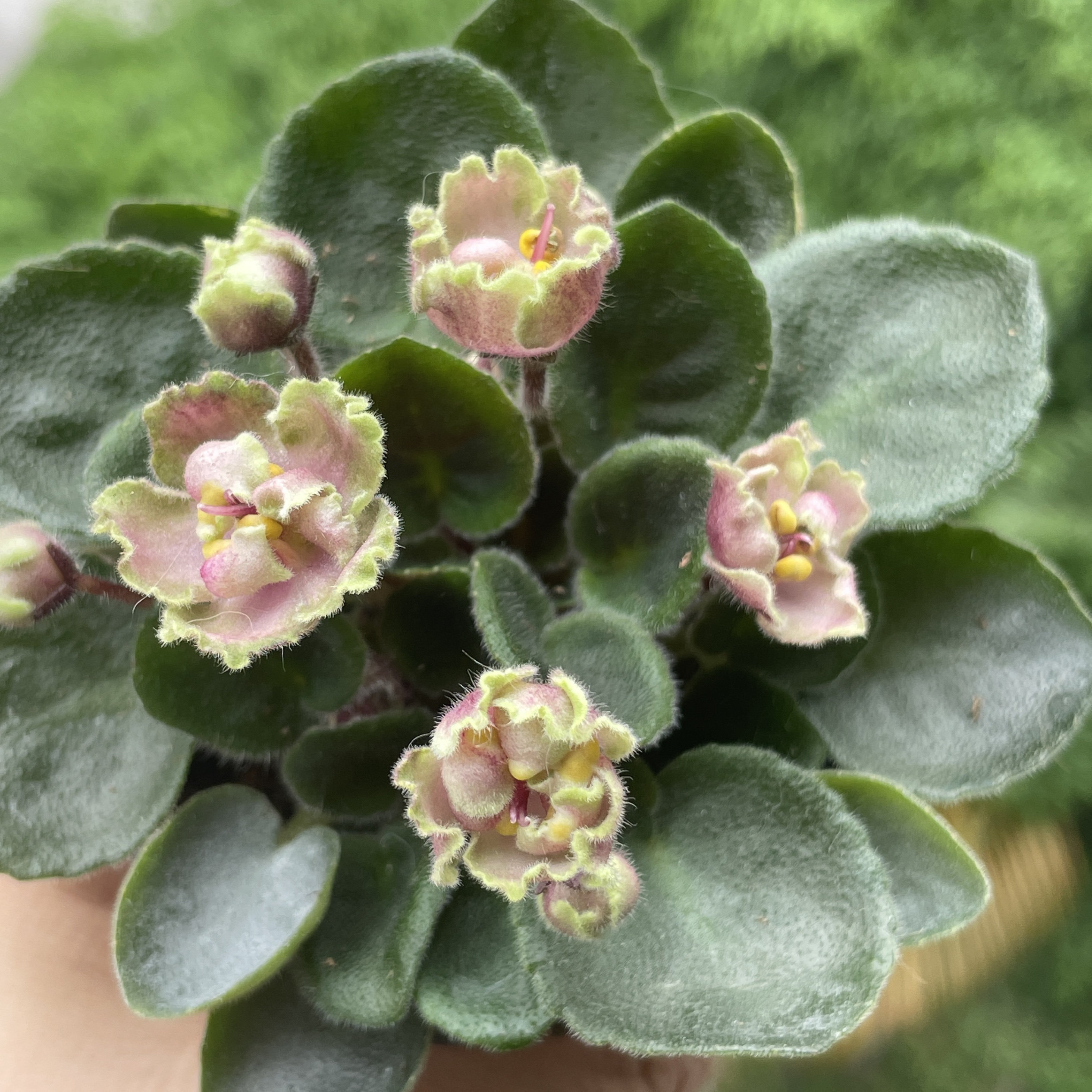 重瓣非洲堇紫罗兰盆栽带花四季不断办公室内喜阴花卉两件包邮