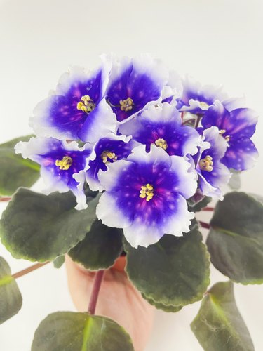 紫罗兰四季喜阴花卉植物包邮