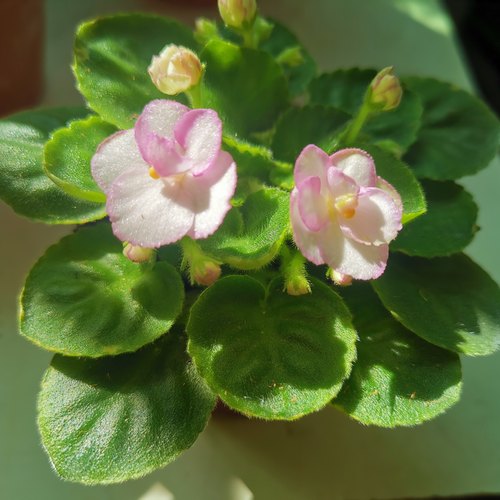 非洲堇紫罗兰四季不断喜阴盆栽