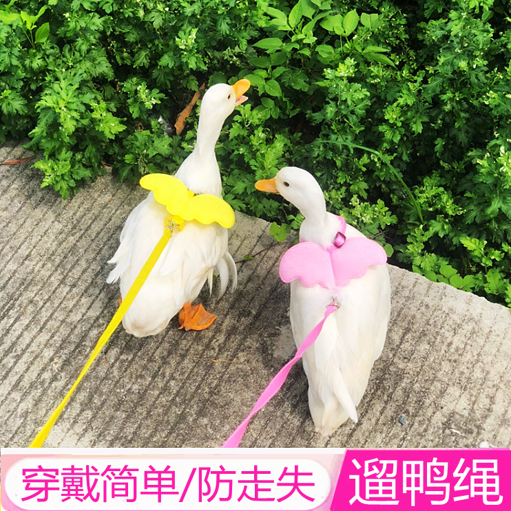 遛鸭绳柯尔鸭小宠仓鼠牵引绳