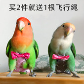 鹦鹉尿不湿虎皮小大阳屎兜牡丹飞行服鸟用尿裤 非一次性