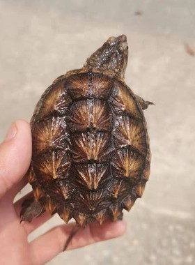 纯佛爆刺佛鳄小鳄龟苗便宜活物大乌龟食用鳄鱼龟幼苗活巴西龟鳄龟