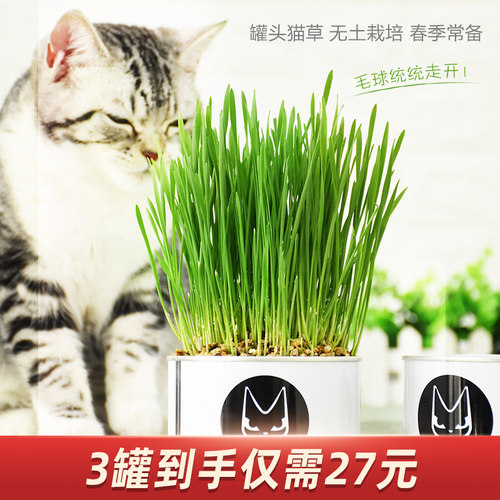 小麦草无土栽培素材模板 小麦草无土栽培图片下载 小麦优选