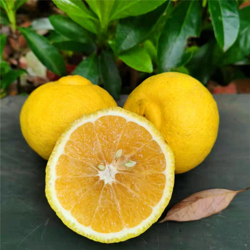 黄金贡柚纯甜10斤包邮富硒小柚子清甜