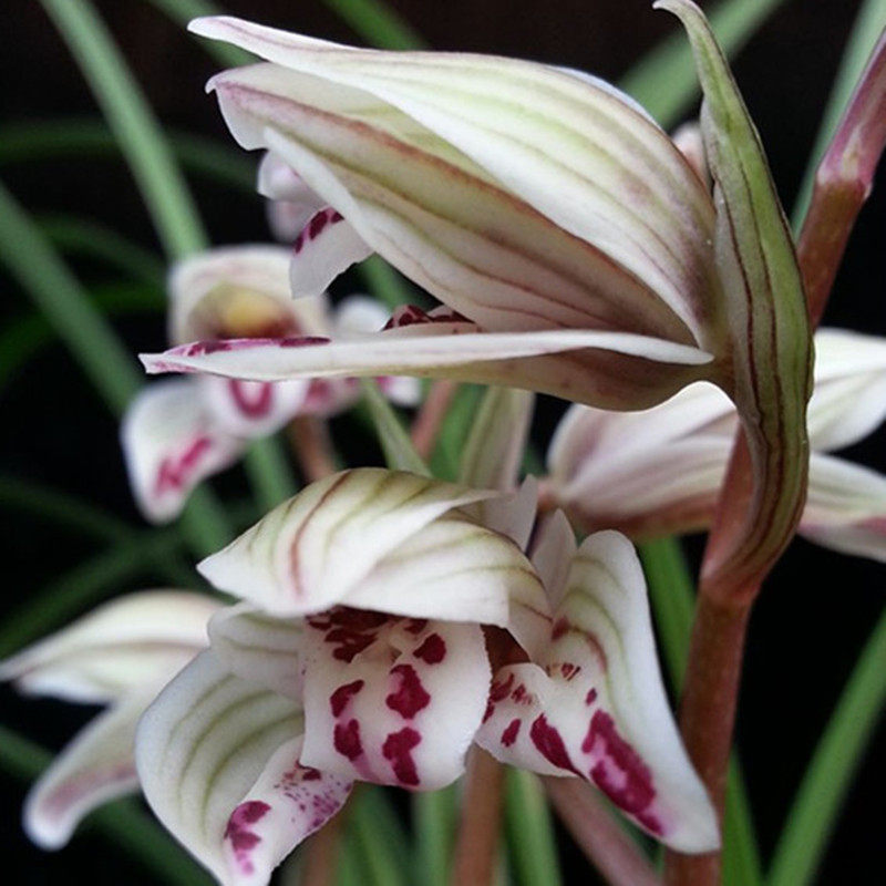 云南连瓣兰五朵金花剑阳蝶 兰花 铭品 原生种正品 绿植花卉盆栽