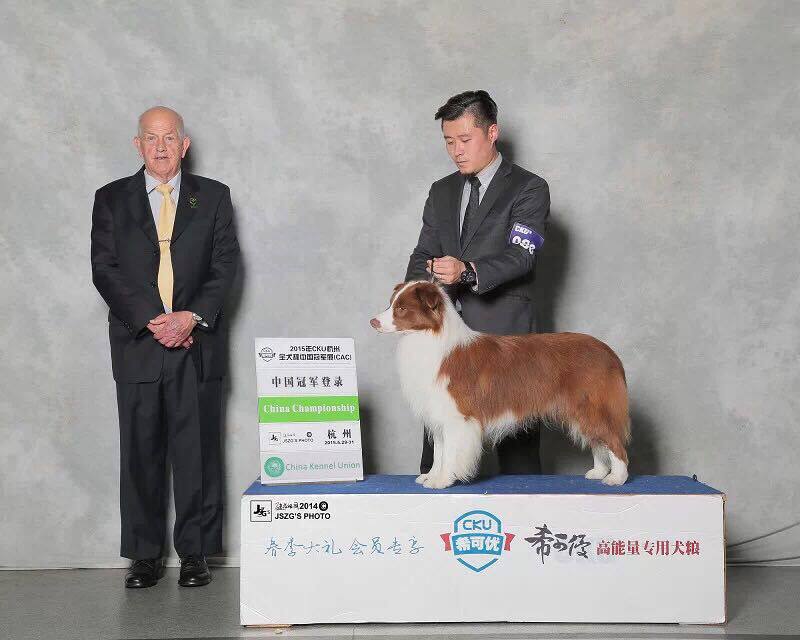 边爱犬舍边境牧羊犬种公咖啡色中国永久登陆冠军--至尊宝(借配)