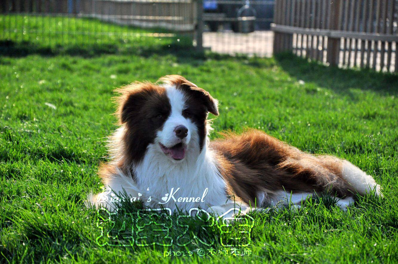 边爱犬舍边境牧羊犬种公咖啡色中国永久登陆至尊宝直子德芙(借配