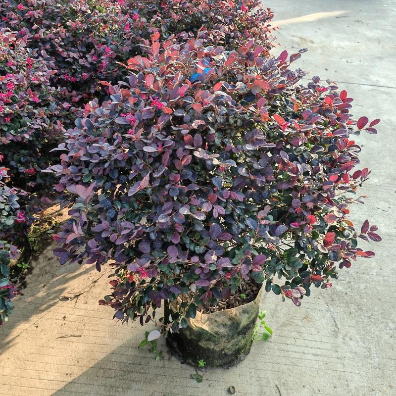 红继木庭院园林绿化室外耐寒植物