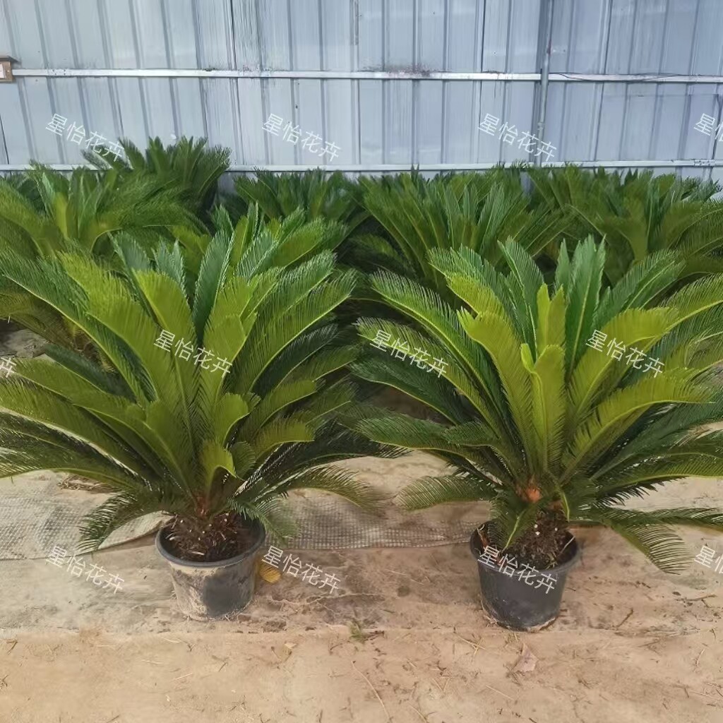 苏铁铁树大型室外绿植四季常青图片
