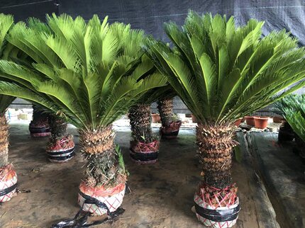 室外庭院日本大型铁树盆栽观叶苏铁四季常青净化花园别墅工程花卉