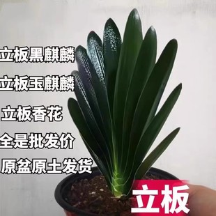 东北君子兰麻脸油匠短叶立板玉麒麟胜利大桥阳台绿植盆栽苗吸甲醛