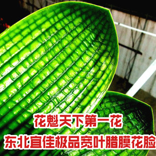 东北新款精品君子兰一花黄体腊膜花脸麻短宽叶珍珠圆虎头盆栽小苗