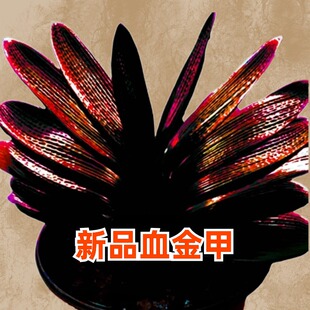 精品长春君子兰血兰趣味观赏满身红钢板麻脸油匠短叶四季赏花盆景