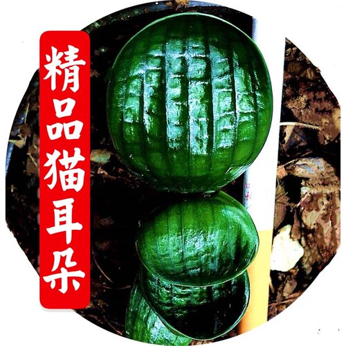 长春微型名贵钢板君子兰