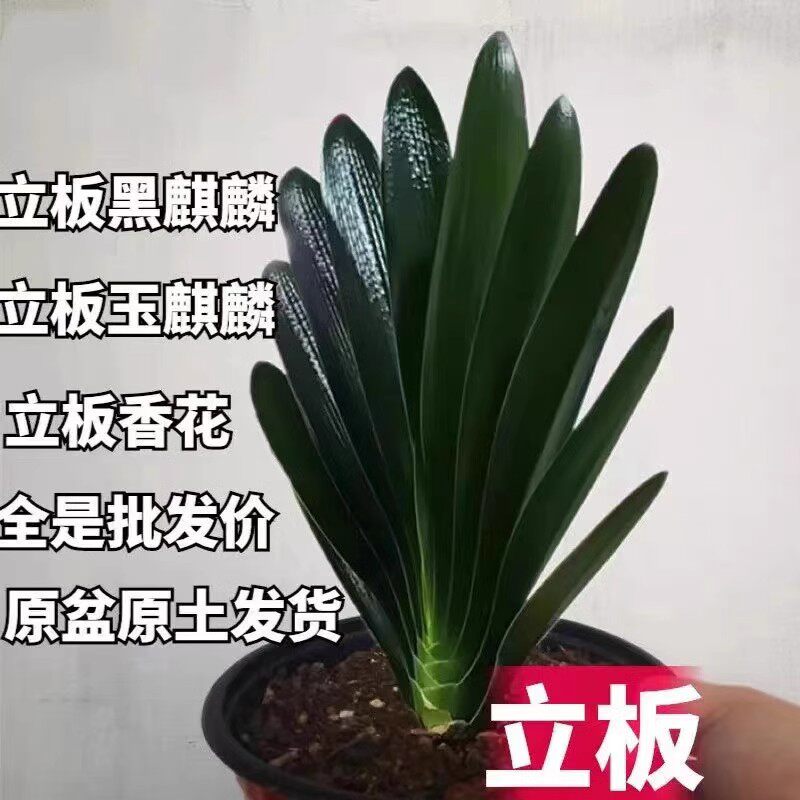麻脸立板君子兰精品大苗国兰油匠短叶胜利大桥黑麒麟花卉观叶绿植