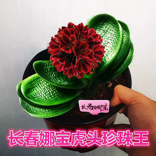 长春室内精品君子兰 国宝级虎头珍珠王圆头和尚 宽叶麻脸油匠盆栽