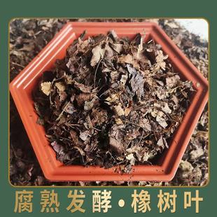 东北基地君子兰专用土营养松针腐殖兰花专用室内盆栽绿植殖料花卉