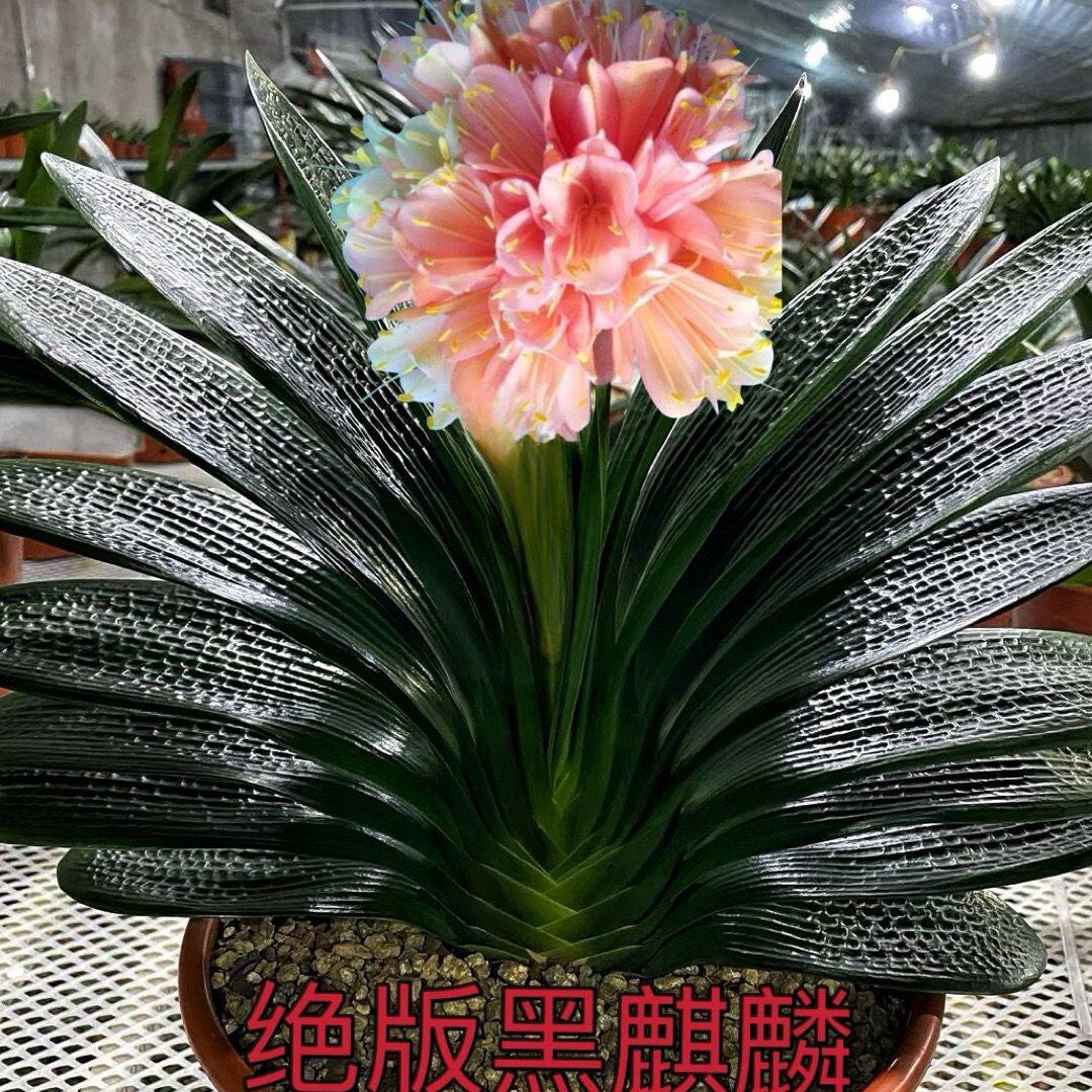 东北精品君子兰粉色花绝版黑麒麟油匠麻脸短叶花展金奖对版发货