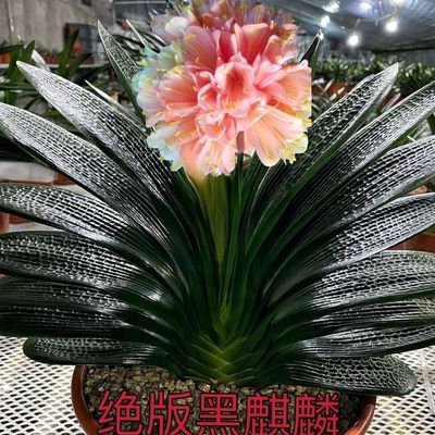 东北精品君子兰粉色花绝版黑麒麟油匠麻脸短叶花展金奖对版发货