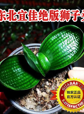 东北名贵新款君子兰狮子头麻脸珍珠王特级油匠宽短叶圆头盆栽苗