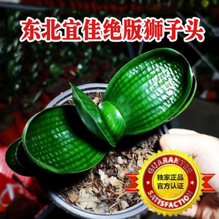 东北名贵新款君子兰狮子头麻脸珍珠王特级油匠宽短叶圆头盆栽苗