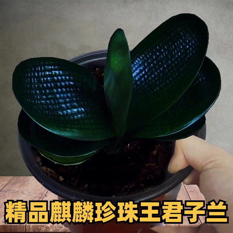 3号东北名贵君子兰麒麟珍珠王麻脸盆栽宽短叶圆头绿植盆栽花卉