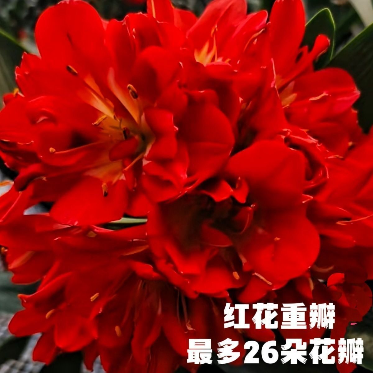 长春精品君子兰红花红心实心红国旗红鸡血红比利时红花重瓣小喵
