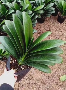 黄金万两10叶无花苞叶中宽(送营养钵护心土+肥料)土不多看好下单