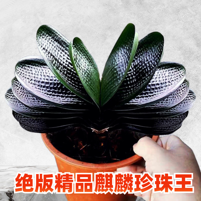 东北名贵君子兰精品盆栽麒麟珍珠王宽叶麻脸油匠圆头和尚钢板短叶