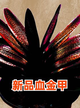 精品长春君子兰血兰趣味观赏满身红钢板麻脸油匠短叶四季赏花盆景