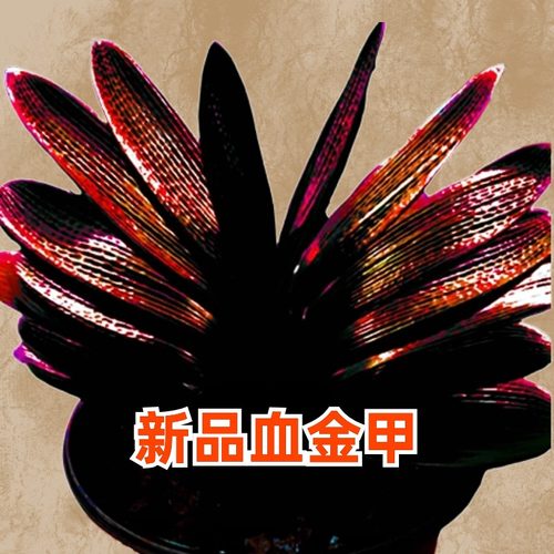 精品长春君子兰血兰趣味观赏满身红钢板麻脸油匠短叶四季赏花盆景