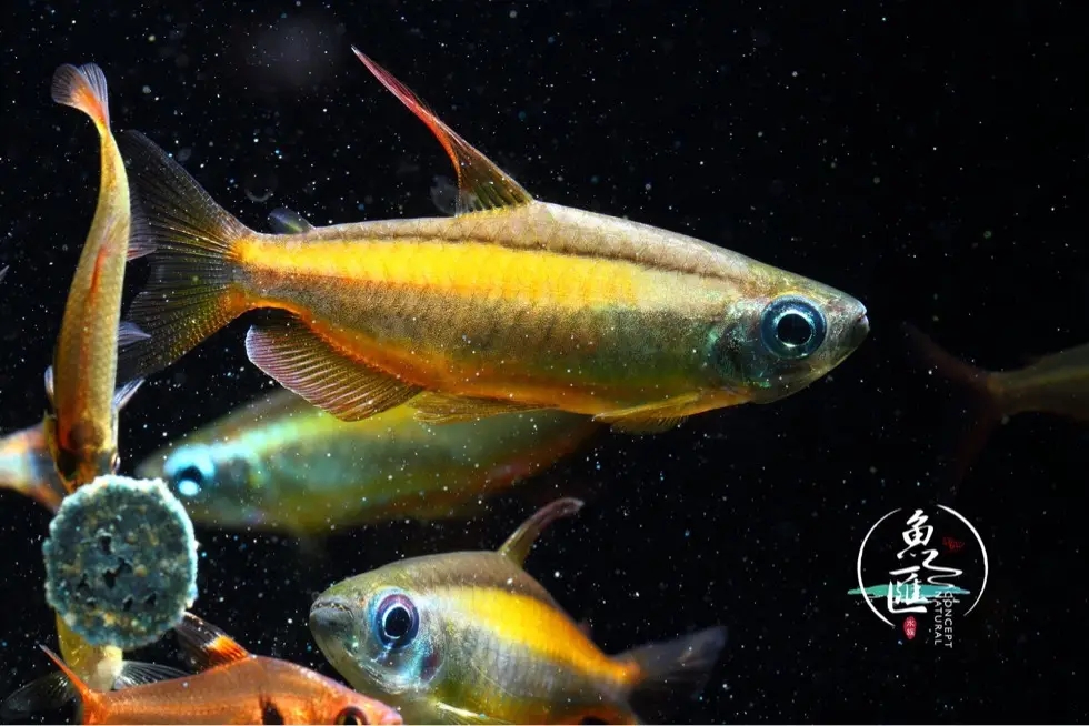 顺丰包邮黄金二线刚果高端热带鱼灯科鱼草缸群游鱼淡水鱼稀有活体