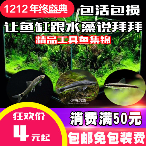 热带观赏除藻工具鱼活体底栖黑线飞狐一眉道人小猴飞狐小精灵鱼