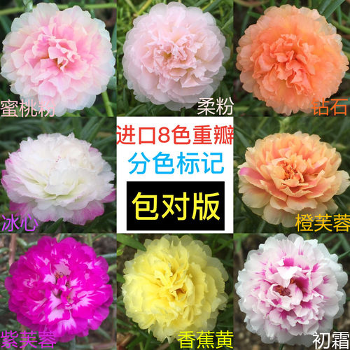 进口宿根混色庭院重瓣太阳花新品