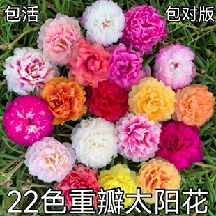 (进口带花苞)太阳花苗重瓣太阳花苗枝条绿植盆栽阳台庭院四季开花