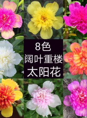 阳台庭院阔叶太阳花宿根植物重楼