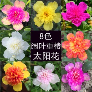 (带花苞)阔叶重楼太阳花苗马齿苋枝条苗绿植盆栽阳台庭院四季开花