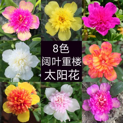 (带花苞)阔叶重楼太阳花苗马齿苋枝条苗绿植盆栽阳台庭院四季开花