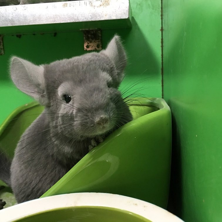 龙猫活体宠物 幼崽