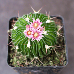 多棱玉仙人球盆栽多肉植物带花苞防辐射盆栽绿植花卉仙人掌新手