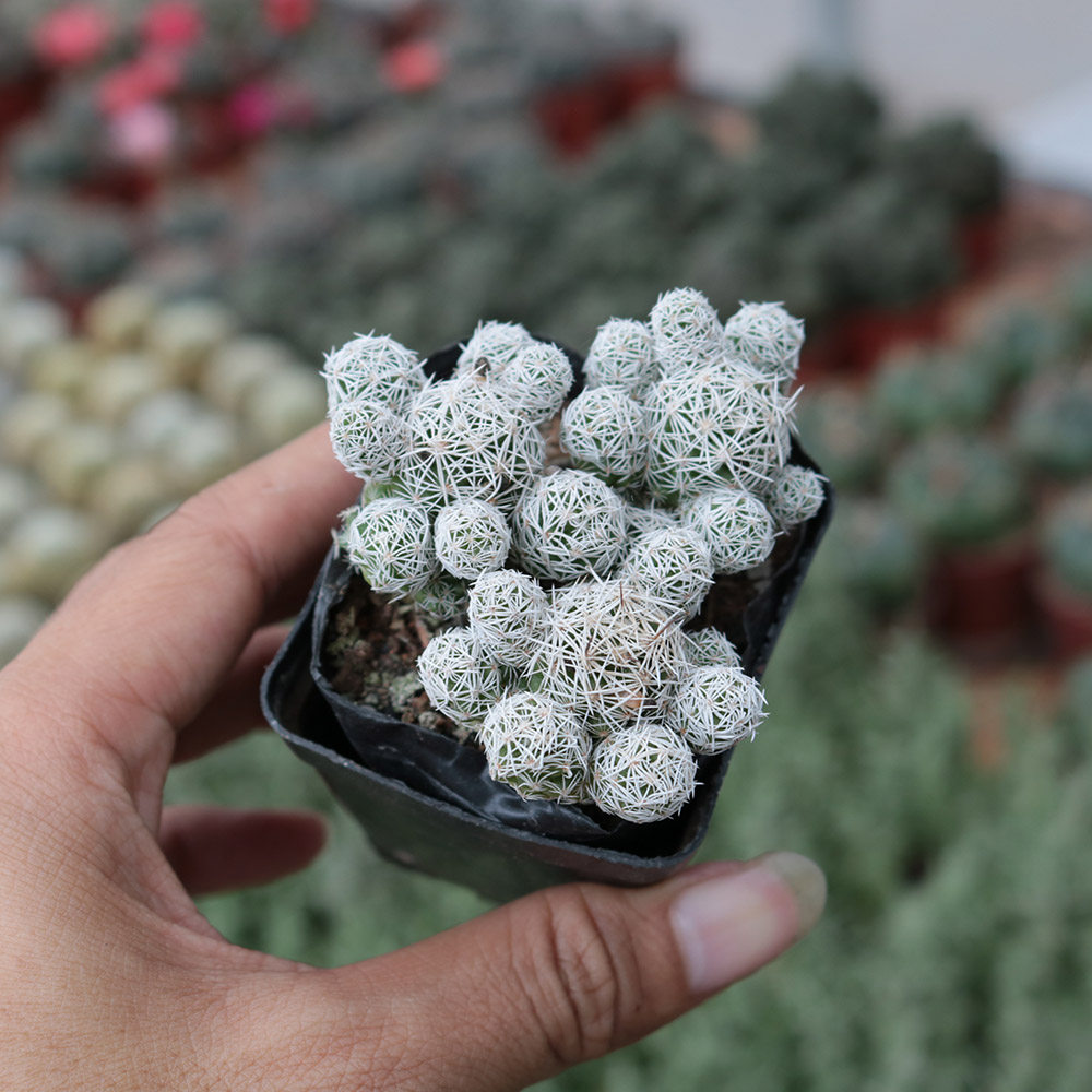 白鸟仙人球盆栽多肉植物带花苞防辐射盆栽绿植花卉仙人掌新手