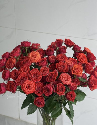 10枝A级游乐园（多头.佰进）不包邮