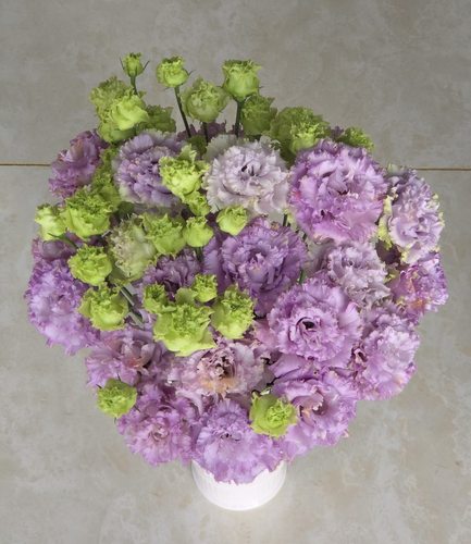 洋桔梗.大奶糕800g不包邮