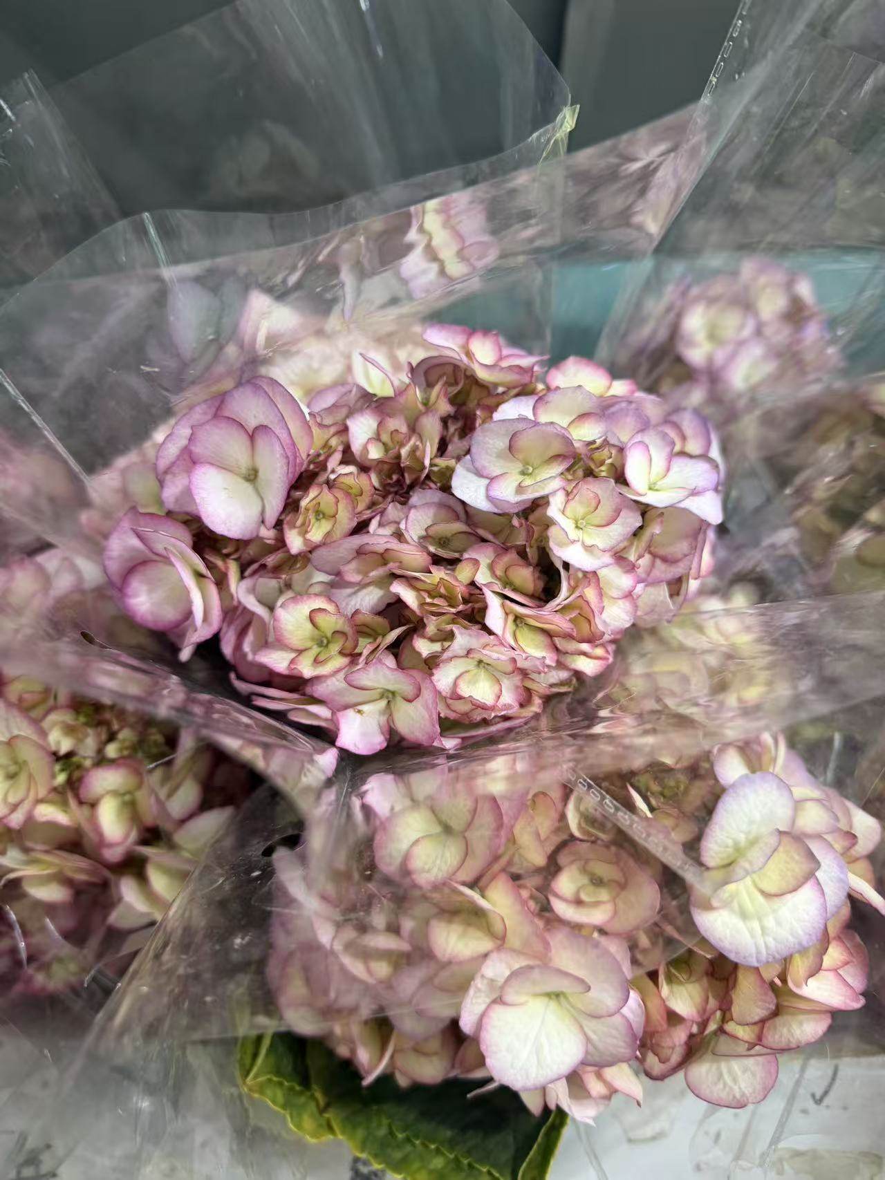 绣球.粉色重瓣5枝不包邮,鲜花速递/花卉仿真/绿植园艺,婚车鲜花,淘宝优惠券,粉丝福利购,淘宝优惠卷